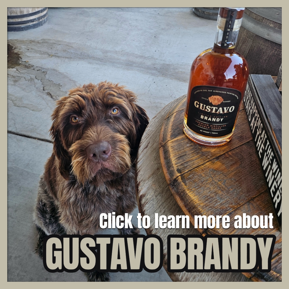 gustavo brandy